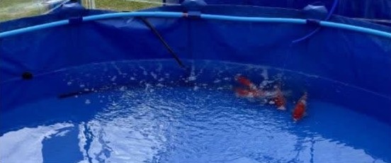 Aqua Air Curve fitted in a round show vat with koi