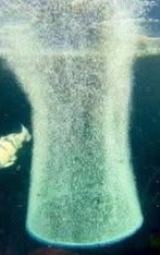 Air ring producing a hollow column of micro-bubbles with a koi alongside